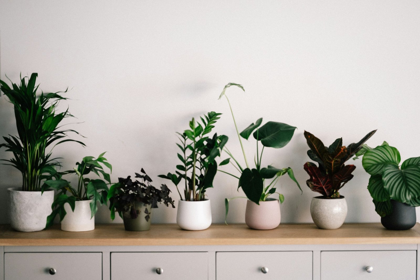 Las mejores plantas de interior para tu casa